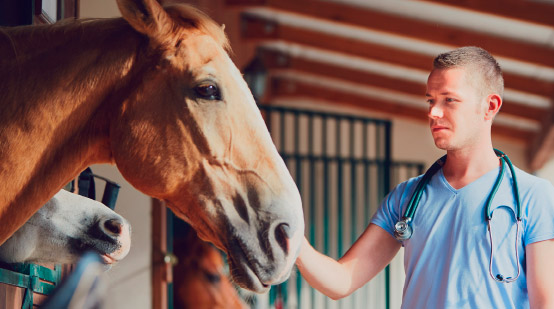 A specialist examining a stabled horse