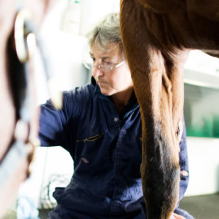 A specialist checking a horse for lameness